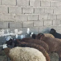 فروش ۶ راس بره نر داشتی سرحال