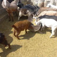 کهره پروار