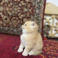 اسکاتیش .بریتیش