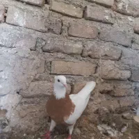طوقی ماده