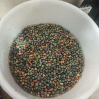 بنه سبزو درشت|خوردنی و آشامیدنی|شیراز, عادل آباد|دیوار