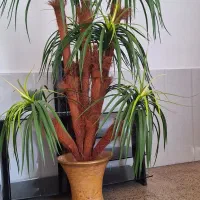 به علت  نداشتن جا|گل مصنوعی|ایلام, |دیوار