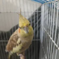 عروس هلندی ماده