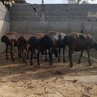 میش چینی قندوزی  ،میش افغانی ،بره قوچ چینی|حیوانات مزرعه|تهران, افسریه|دیوار