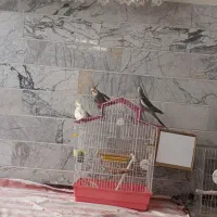 فروش عروس هلندی