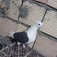 پشت دار|پرنده|بم, |دیوار