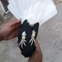 ماده اشعل|پرنده|اهواز, کوی علوی|دیوار