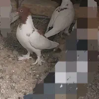 یک جفت جوجه پرستویی یا همان نقابی