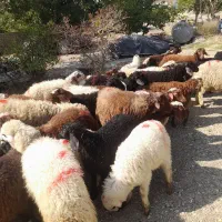 گوسفند  با قصاب درمحل  زند ه در چیتگر دهکده دریاچه|حیوانات مزرعه|تهران, شهرک استقلال|دیوار