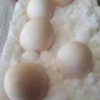 تخم سیبرایت