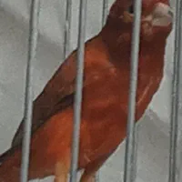 قناری سوخته