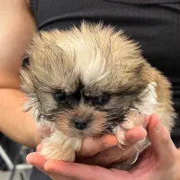 شیتزو پکینیز|سگ|اسلام‌شهر, شهرک واوان|دیوار