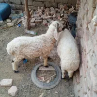 گوسفند فروشی