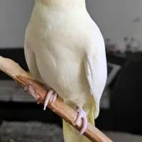 عروس هلندی فروشی ماده آماده تخم گزاری