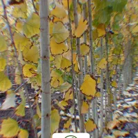 نهال صنوبر نیگرا آنکارا ترکیه 1.5 تا 6 متر|گل و گیاه طبیعی|خوی, |دیوار