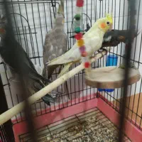 تعدادی عروس هلندی تازه دونخور رام|پرنده|ساری, |دیوار