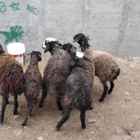 بره نر و ماده  تضمینی