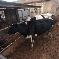 گاو شیری|حیوانات مزرعه|نیشابور, مازول|دیوار