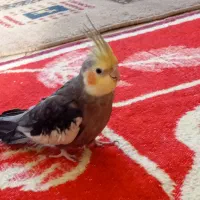 عروس هلندی سخنگو