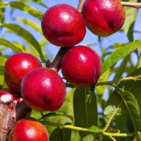 فروش نهال شلیل پایه کوتاه مقاوم به سرما