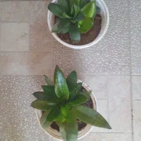 گل های  خانگی شاداب ، قیمت مناسب|گل و گیاه طبیعی|خوی, |دیوار