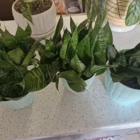 سانسوریا پا کوتاه