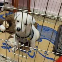 سگ شیزومیکس