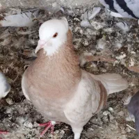 کفتر شازده زرد پرشی کپکی