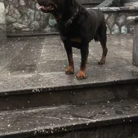 سگ روتوایلر