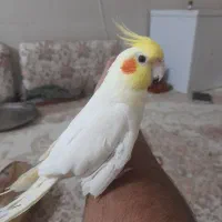 یک جفت عروس هلندی