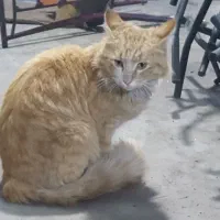 ۱واگذاری گربه گارفیلدی نژاد دار