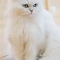 گربه سفید گمشده محدوده خیام