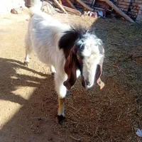 نربز|حیوانات مزرعه|نیشابور, دربقاضی|دیوار