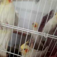 چهار عروس هلندی خوش قیمت|پرنده|کازرون, |دیوار