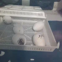 دستگاه جوجه کشی از من تخم نطفه دار از شما|خدمات پیشه و مهارت|آستانه سرا, |دیوار