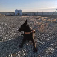 مالینویز بلک اورجینال|سگ|مشکین‌دشت, |دیوار