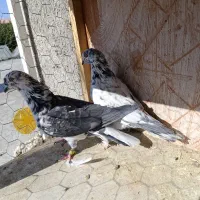 کفتر پرشی|پرنده|ازنا, |دیوار