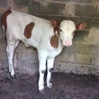گاوسیمینتال با گوساله