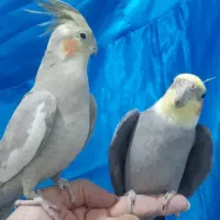 عروس هلندی مولد زیبا و سالم|پرنده|ری, دیلمان|دیوار