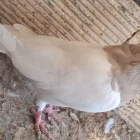 کفتر طوقی|پرنده|مبارکه, |دیوار