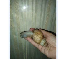 حلزون|خزنده|زنجان, |دیوار