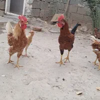خروس و بارنه