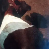 گاو با گوساله هاش|حیوانات مزرعه|اردبیل, |دیوار