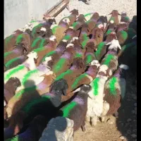 بره نر سبک افشار و بروجردی