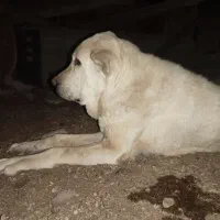 لاس درجه یک|سگ|اصفهان, قائمیه|دیوار