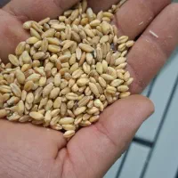 فروش ۴ تن گندم آبی هلو
