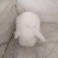 خرگوش لوپ سفید چشم شرابی|موش و خرگوش|تایباد, |دیوار