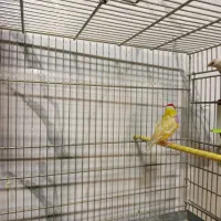 فنچ آلوچه ای و گلدین