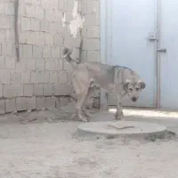 سیمه توله 10 ماهه