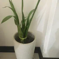 گل و گلدان|گل و گیاه طبیعی|ساری, |دیوار